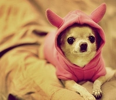 寵物市場商機大 特色服務最“得寵”